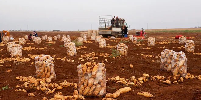 بطاطا درعا: إنتاج وفير وجودة عالية رغم تحديات تواجه المزارعين