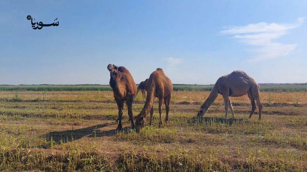 نزوح مربي الإبل إلى ريف الرقة: تحديات الألغام وآمال العودة إلى البادية السورية