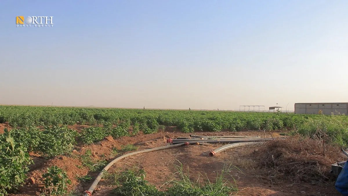 موجة الحر تضرب القامشلي وتتلف 40% من محاصيل الخضار وتكبّد المزارعين خسائر فادحة