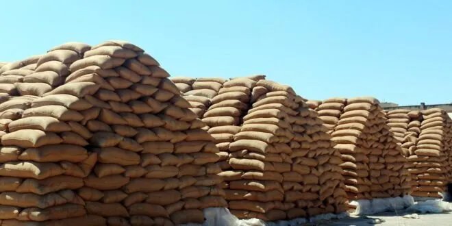 السورية للحبوب تخصص 10 ملايين دولار لصرف مستحقات مزارعي القمح وتوضح أسباب التأخير