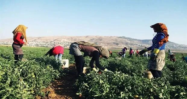 دعم وتمكين المجتمعات الزراعية الريفية: طريق نحو تحقيق الأمن الغذائي في سوريا