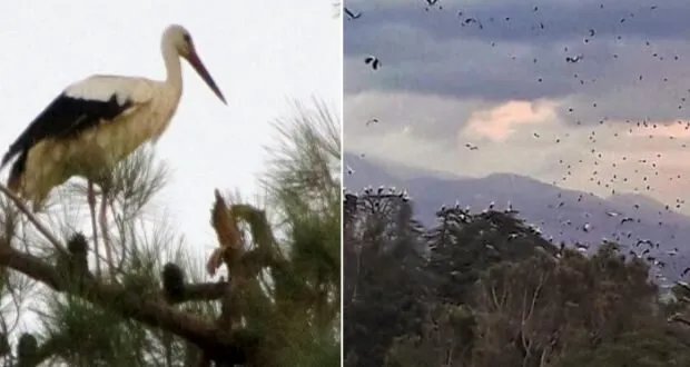 هجرة طيور اللقلق "أبو سعد" تعبر سماء سوريا متجهة إلى إفريقيا: تفاصيل الرحلة والمخاطر