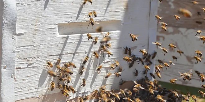 إجراءات عاجلة لحماية نحل سوريا من وطأة الحرارة المرتفعة