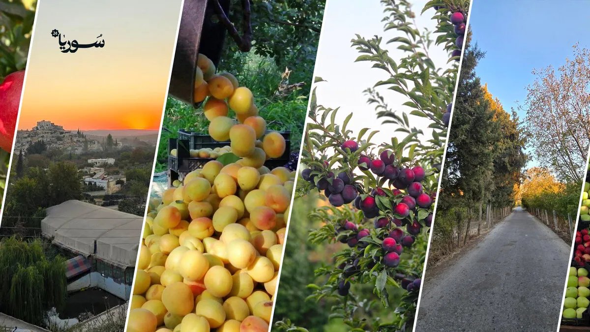 باسوطة تستغيث: أزمة زراعية تهدد ريف عفرين ومطالبات بتدخل عاجل لإنقاذ الموسم