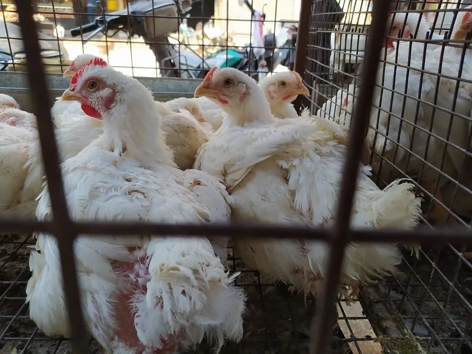 ارتفاع حاد في أسعار الفروج في سوريا بعد قرار وقف الاستيراد