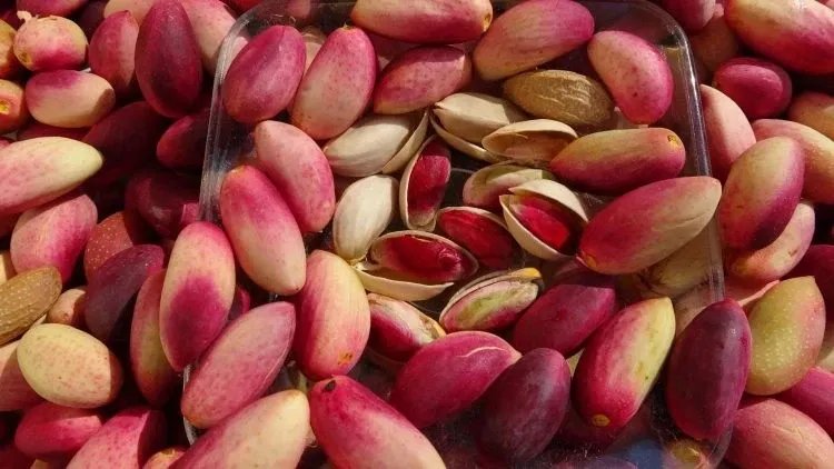 توقعات بانخفاض حاد في إنتاج الفستق الحلبي في سوريا لموسم 2025 بسبب الجفاف والإهمال