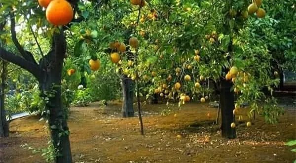 موجة الحر الشديدة تترك آثاراً سلبية على محاصيل الزيتون والحمضيات في طرطوس