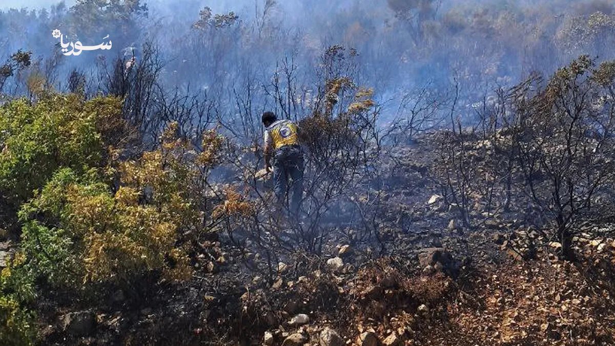 حرائق الغاب: خسائر فادحة تطال 4000 هكتار من الغطاء الحرجي في ريف حماة