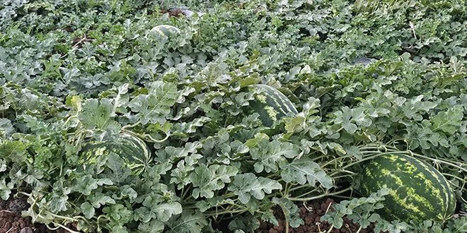 رغم التحديات: درعا تنتج 40 ألف طن من البطيخ الأحمر هذا الموسم