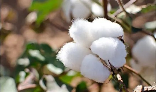 صرخة مزارعي القطن وصناع النسيج: تراجع الإنتاج يهدد الصناعة السورية وخطة شاملة مطلوبة