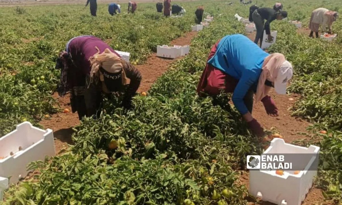 تدهور أسعار الخضار والفروج في درعا رغم حظر الاستيراد: خسائر فادحة للمزارعين