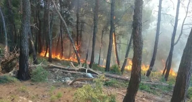 سوريا تحترق: حلول مبتكرة وتقنيات حديثة لمواجهة حرائق الغابات المتفاقمة