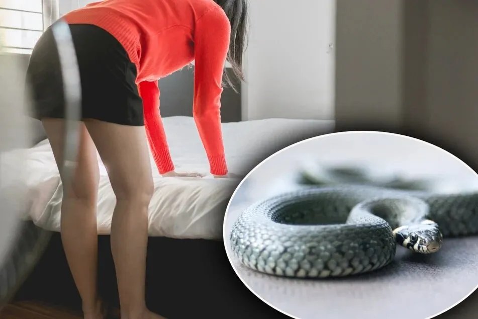 ذعر في ألمانيا: سيدة تعثر على أفعى غير سامة تحت سريرها!