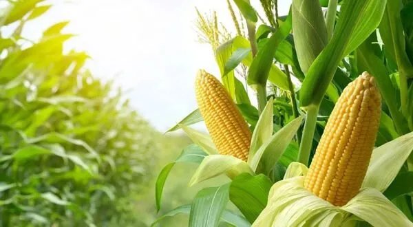 انتعاش زراعة الذرة الصفراء في حلب: إنتاجية الهكتار تصل إلى 10 أطنان