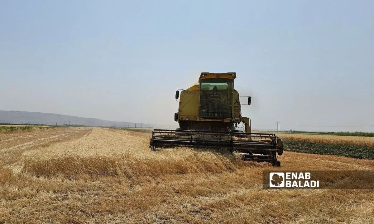 سوريا تعتمد صنفين جديدين من القمح القاسي لتعزيز الإنتاج المحلي وتقليل الاستيراد