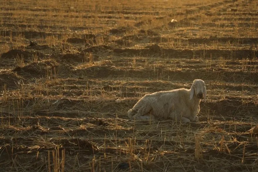 سوريا على حافة أزمة غذاء غير مسبوقة: الجفاف يهدد بإنتاج قياسي منخفض للقمح