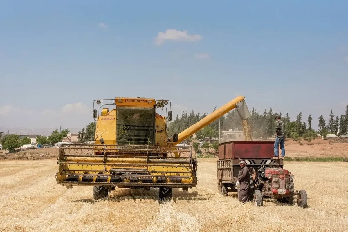 سوريا تواجه أزمة قمح حادة تهدد الأمن الغذائي.. تفاصيل التحديات الحكومية لتأمين الإمدادات
