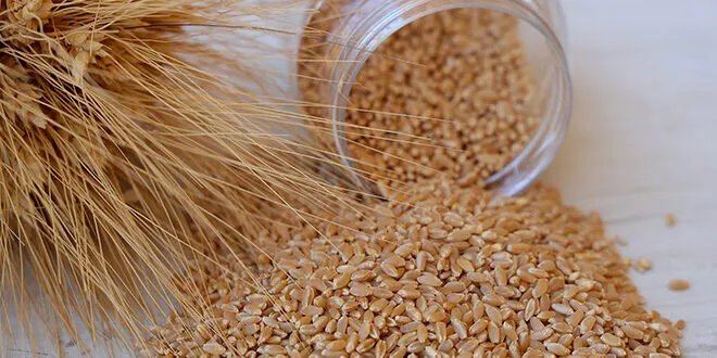 سوريا تطلق صنفي قمح جديدين "بحوث 13" و "شام 13" لتعزيز الإنتاج الزراعي وتحقيق الاكتفاء الذاتي