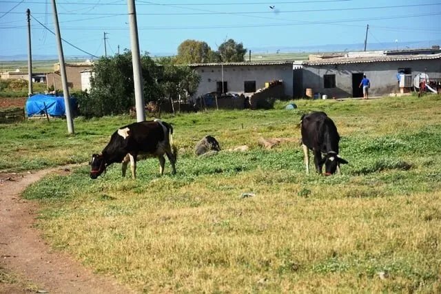 الحمى الزائلة تفتك بالأبقار في الجزيرة السورية وتكبّد المربين خسائر فادحة