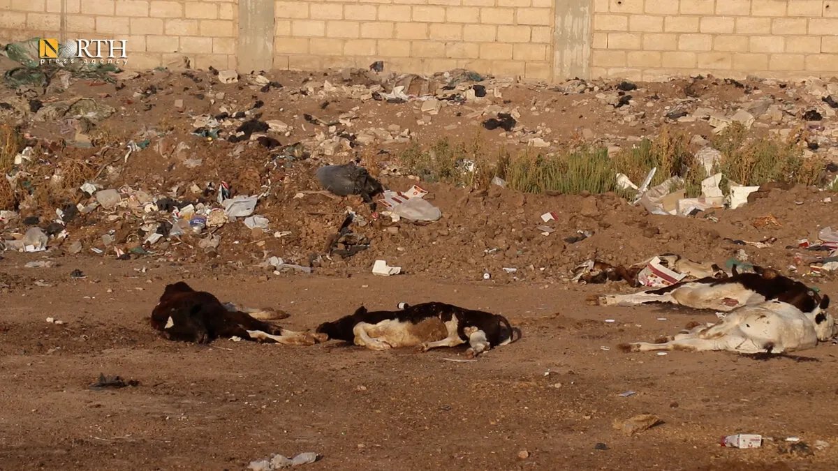 الإدارة الذاتية تنفي تقارير عن تفشي وباء بين الأبقار في القامشلي بعد نفوق عدد منها