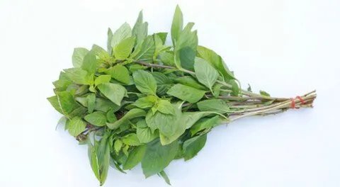 الريحان: قوة الطبيعة الخضراء في مواجهة السرطان وضغط الدم وأكثر