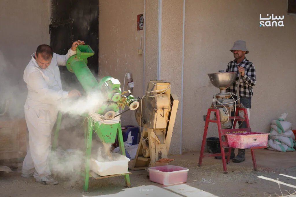 محطة بحوث قرحتا: تطوير أصناف القمح ودعم الزراعة السورية بأساليب علمية وحقلية متطورة