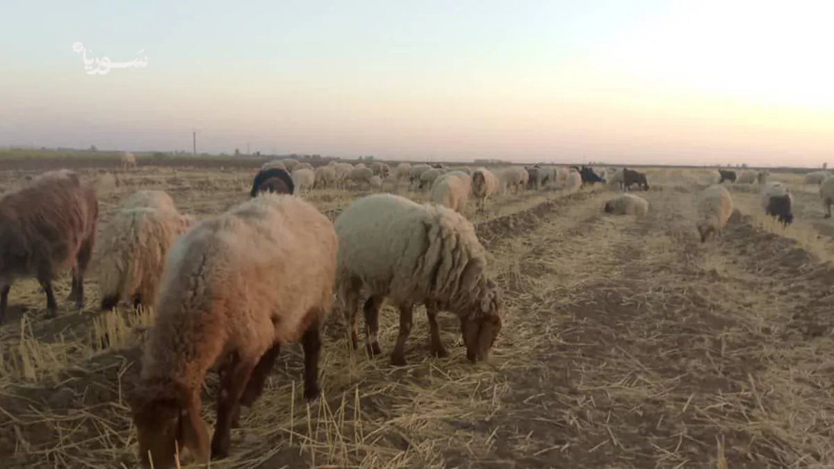 الجفاف يضرب الشدادي: ارتفاع أسعار الأعلاف يهدد مستقبل الثروة الحيوانية ومصدر رزق الآلاف