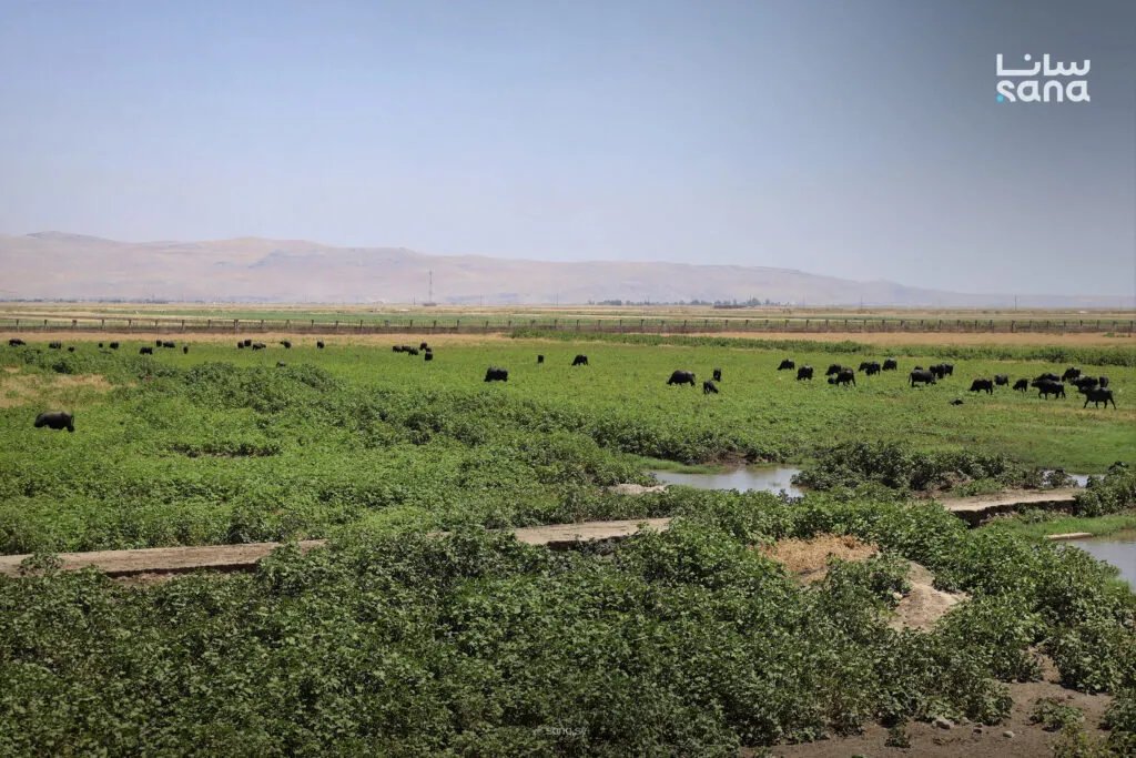 جاموس الغاب السوري: صراع البقاء في مواجهة الانقراض بعد ألفي عام