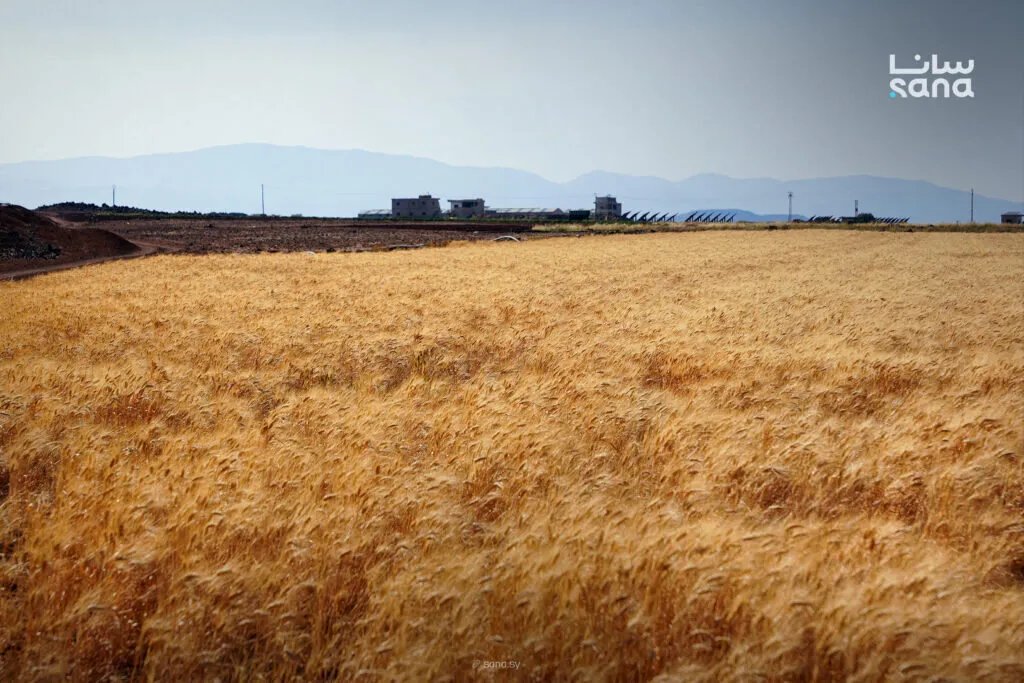 العثمان: مخزون القمح في سوريا يكفي لأشهر واستيراد 200 ألف طن قمح قريباً