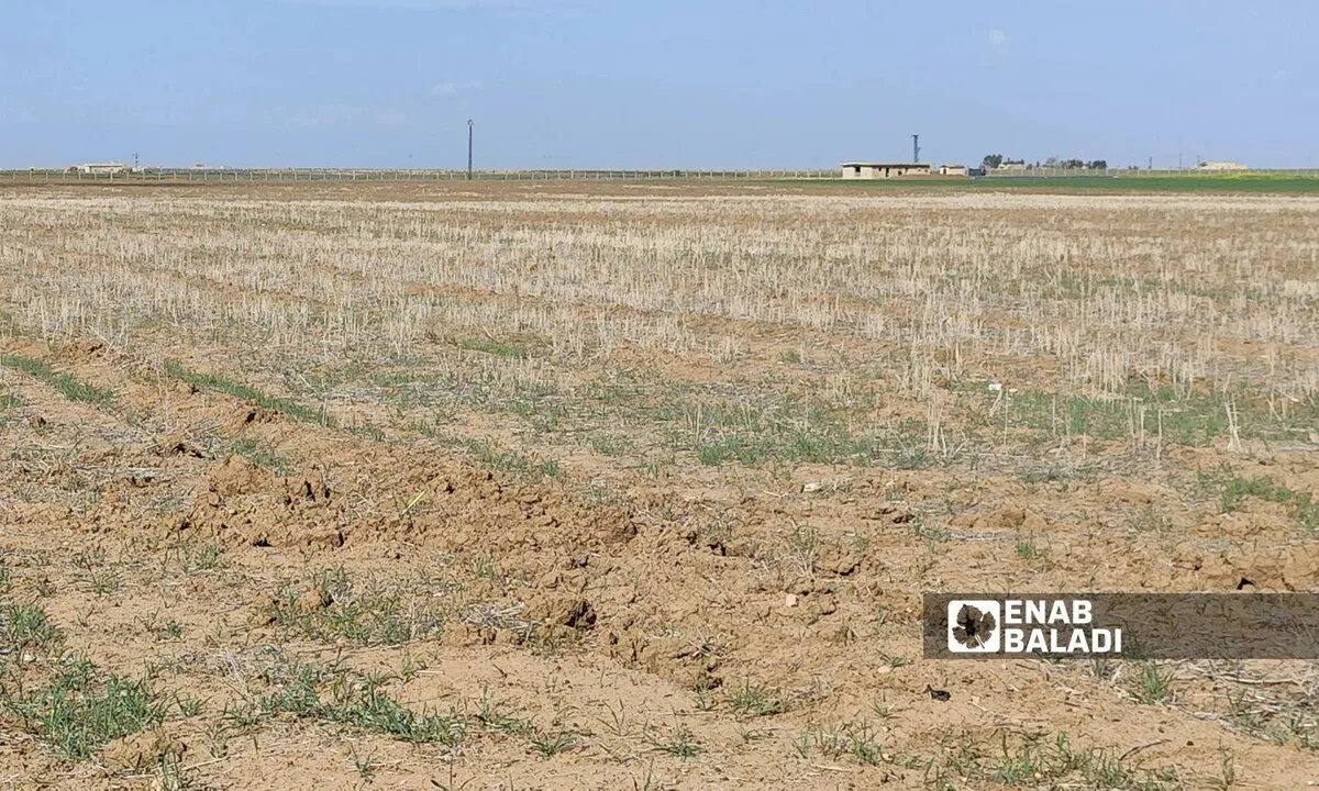 جفاف يضرب تل أبيض ورأس العين: المزارعون يواجهون خسائر فادحة ومطالب بتوفير المحروقات