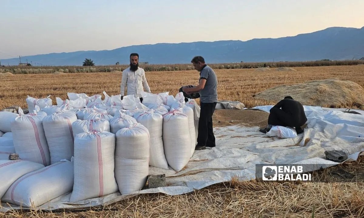 سوريا تواجه تحديات في تأمين القمح: مخزون يكفي 5 أشهر وسط أزمة جفاف وتمويل