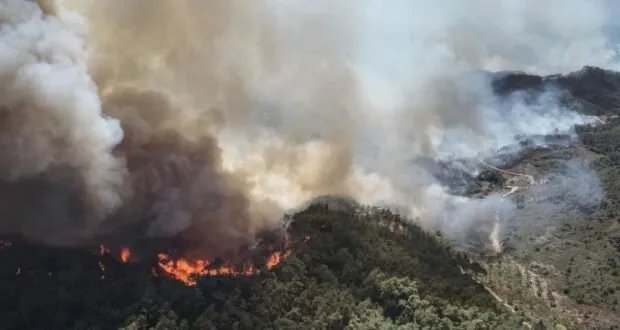 حرائق سوريا: خسائر اقتصادية وبيئية فادحة بعد احتراق أكثر من 317 ألف دونم