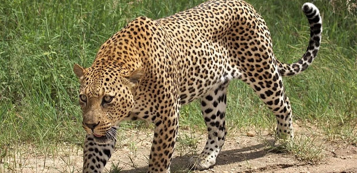 فيديو مروع: نمر يهاجم طفلاً في حديقة بانيرغاتا البيولوجية ويصيبه بجروح خطيرة