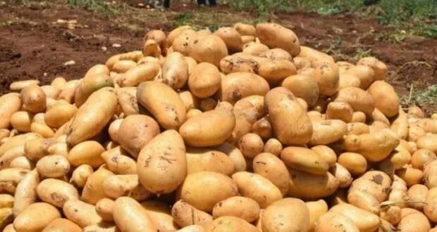 درعا: إنتاج البطاطا يتجاوز 60 ألف طن رغم تحديات الجفاف وتراجع الإنتاجية