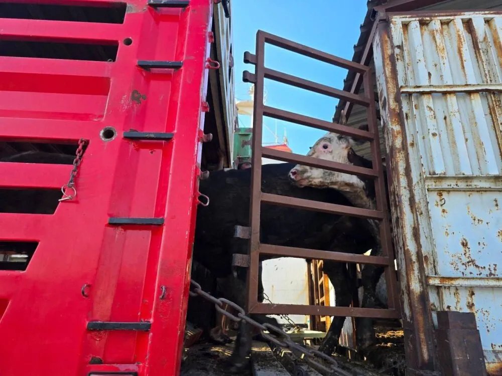 وصول شحنة عجول حية من مولدوفا إلى مرفأ طرطوس لدعم الثروة الحيوانية في سوريا