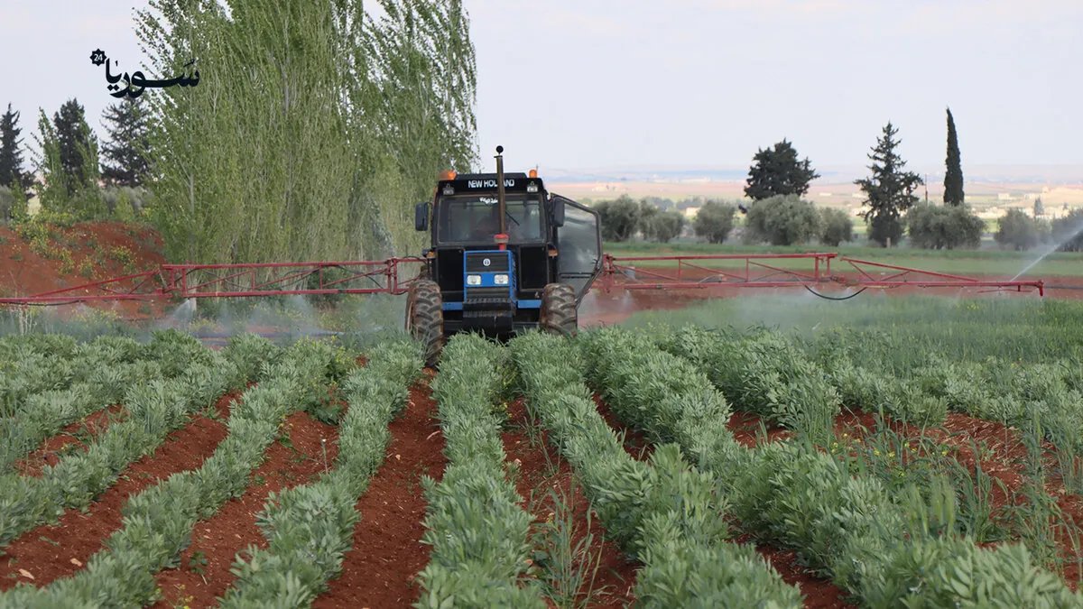 كارثة زراعية في أعزاز: الجفاف والحشرات تدمر محصول الفول وتُهدد سُبل عيش المزارعين