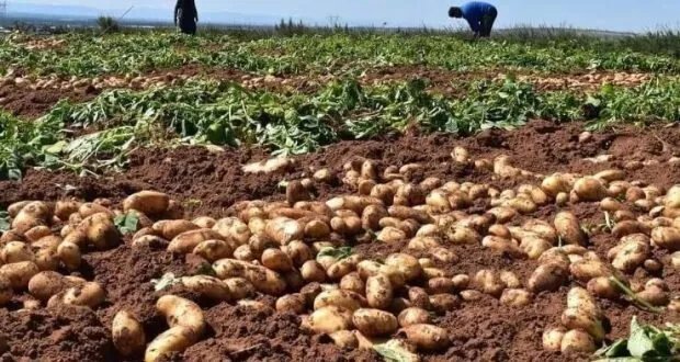 تزامن الاستيراد وجني المحاصيل يكبّد مزارعي البطاطا في حمص خسائر فادحة