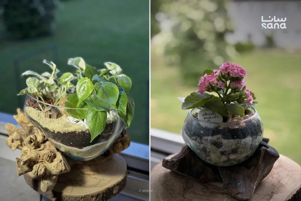 روان الحباس: مشروع "رسالة أمل" يعيد تعريف الجمال الطبيعي بفن التيراريوم في دمشق