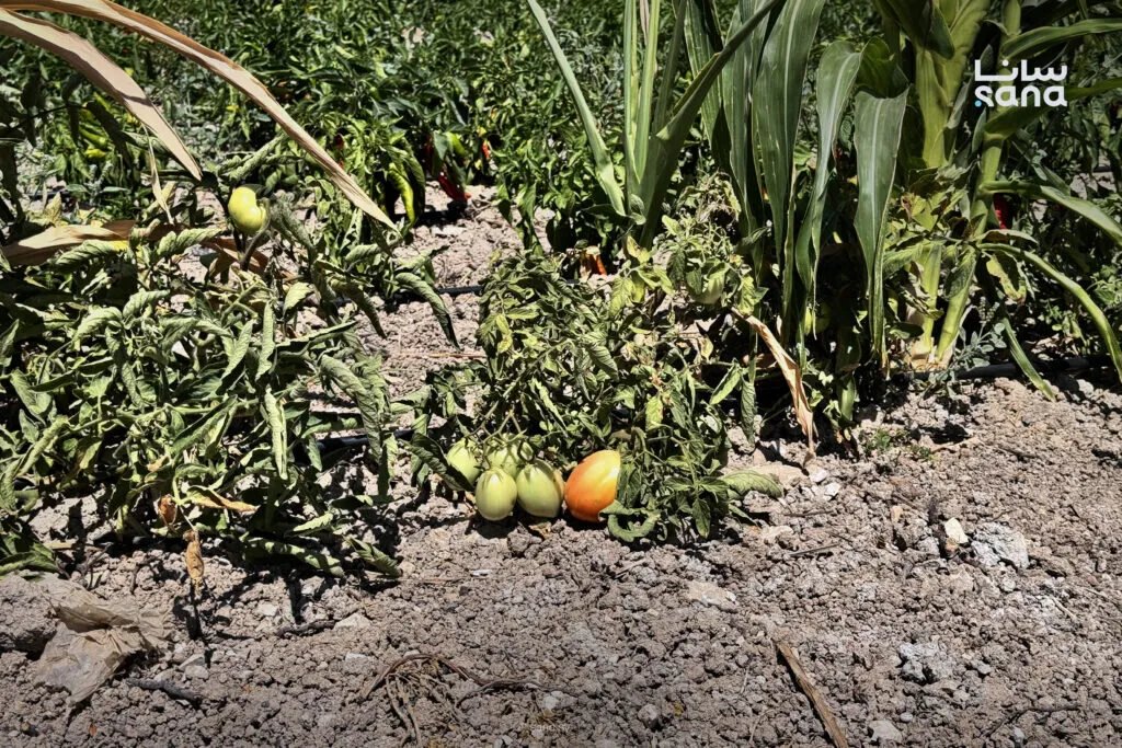 جبل الأكراد: عودة الأهالي تصطدم بأزمة مياه تهدد مستقبل الزراعة