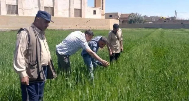 دير الزور: زراعة القمح في وضع آمن رغم رصد إصابات محدودة بحشرة "السونا"