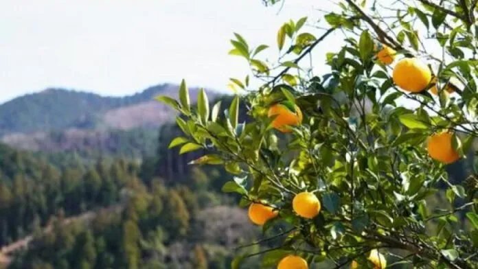 لماذا ارتفعت أسعار الحمضيات في سوريا؟ الحكومة تكشف عن خارطة استثمارية جديدة للقطاع الزراعي