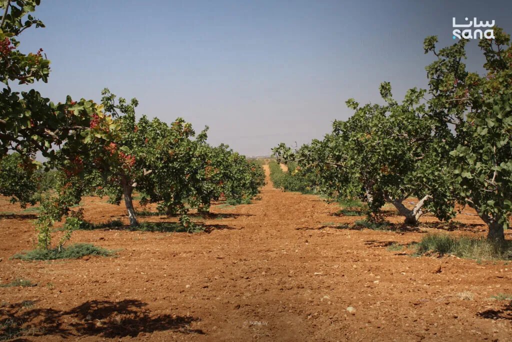 الفستق الحلبي في حماة: كنز وراثي يواجه تحديات ويعود ليتربع على عرش الإنتاج السوري