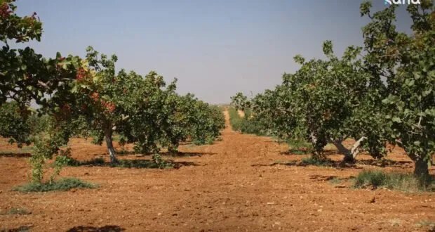 حماة: الفستق الحلبي بتنوع وراثي فريد يمثل نصف إنتاج سوريا