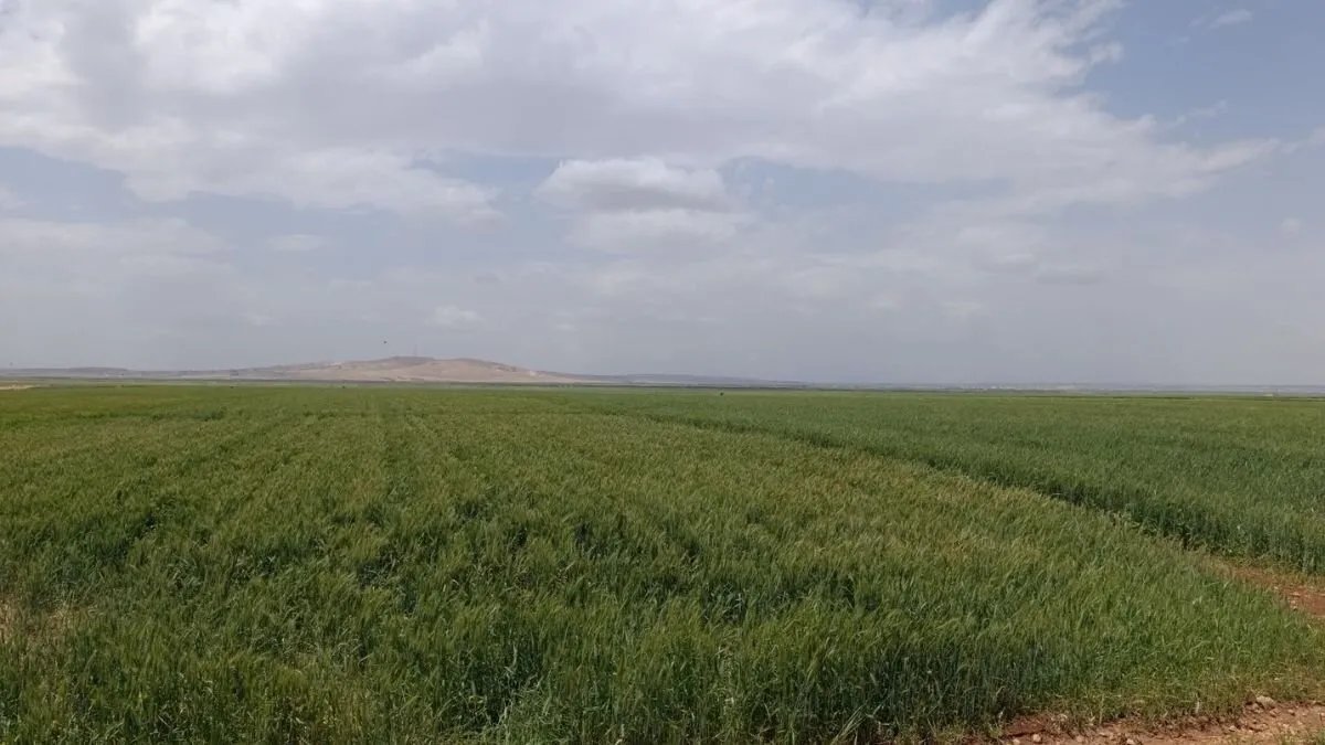 مزارعو ريف حلب يصارعون الجفاف وارتفاع التكاليف: موسم زراعي "مرهق" يهدد سبل العيش