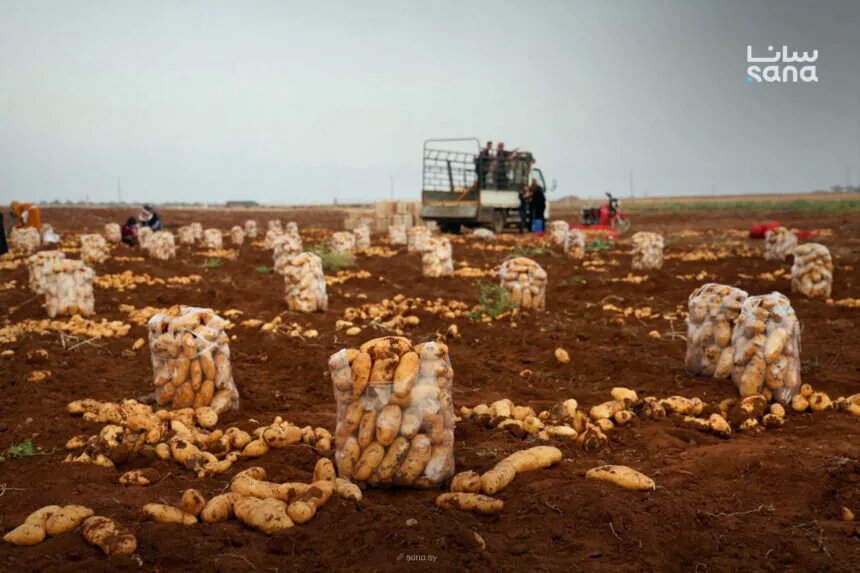 وزارة الزراعة تلزم موردي بذار البطاطا بتأمين احتياجات مؤسسة إكثار البذار لضمان الجودة