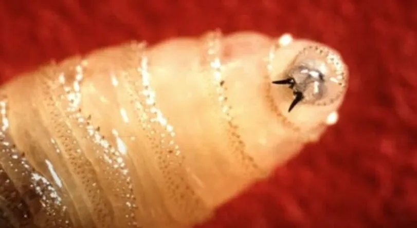 تحذير في أمريكا: تسجيل أول إصابة بشرية بداء "الدودة الحلزونية" الطفيلية آكلة اللحم