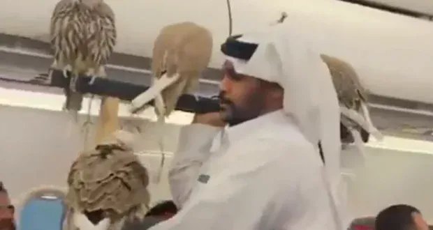 صقور في الأجواء: مسافر يصطحب صقورًا في رحلة جوية ويثير تفاعلاً واسعًا