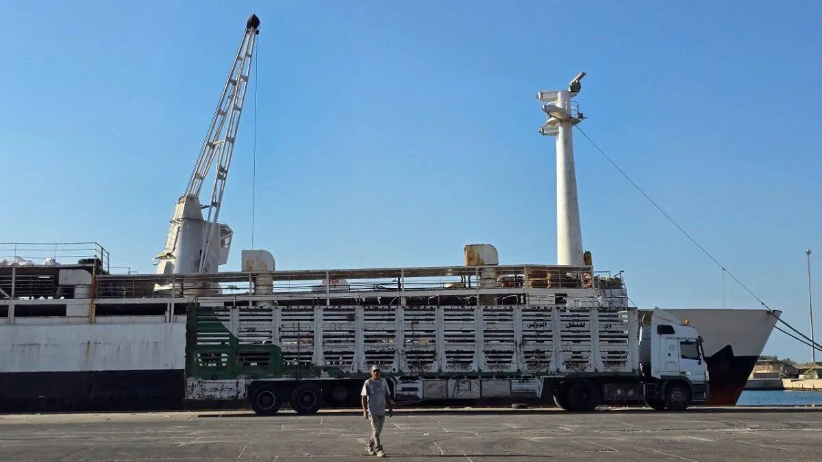 وصول شحنة عجول مولدوفية إلى سوريا: هل تنعش الثروة الحيوانية وتؤثر على سوق اللحوم؟