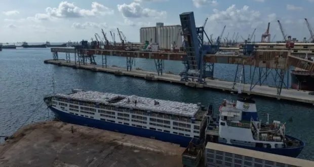 انطلاقاً من مرفأ طرطوس: تصدير 7 آلاف رأس غنم إلى السعودية يعزز الصادرات السورية