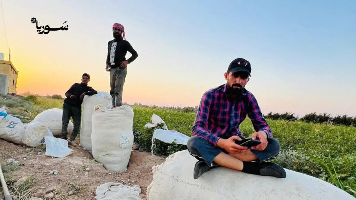 مزارعو الرقة يتطلعون إلى موسم قطن واعد وسط مخاوف التسويق